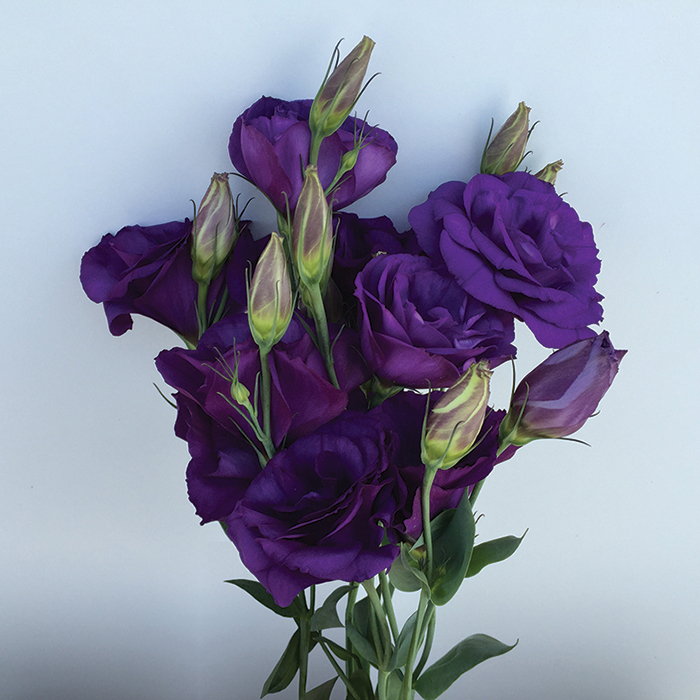 Can Can Purple Hybrid Lisianthus