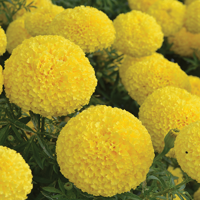 Hedge-Mary Yellow Hybrid Marigold