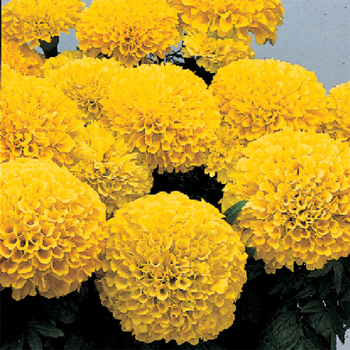 Inca II Yellow Hybrid Marigold
