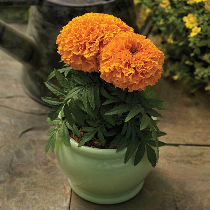Proud Mari Orange Hybrid Marigold Seed Sale Horticultural Products 