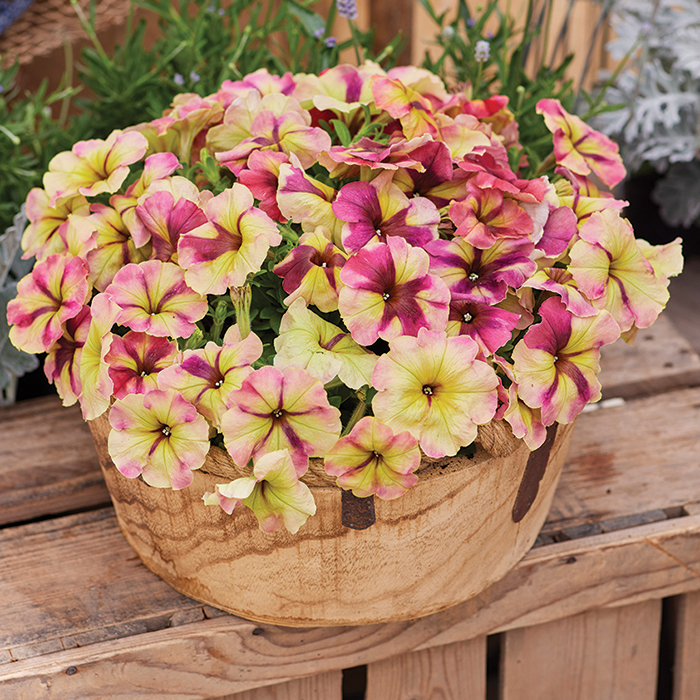 thumbnail image 2 of 1000+ Raspberry Whirl Petunia Seeds – Annual Flower Seeds, Easy To Grow, Full Sun, Pink Blooms 2 of 5