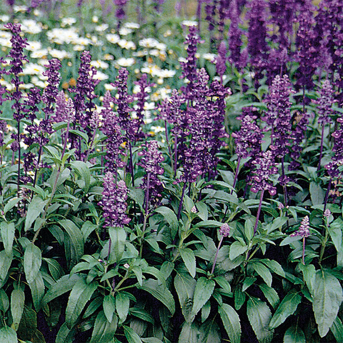 Evolution Violet Salvia