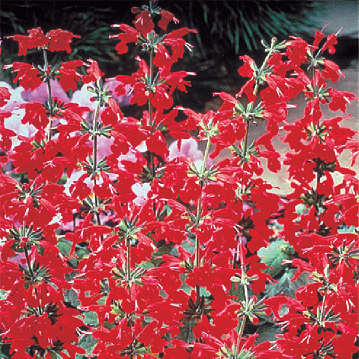 Lady In Red Salvia