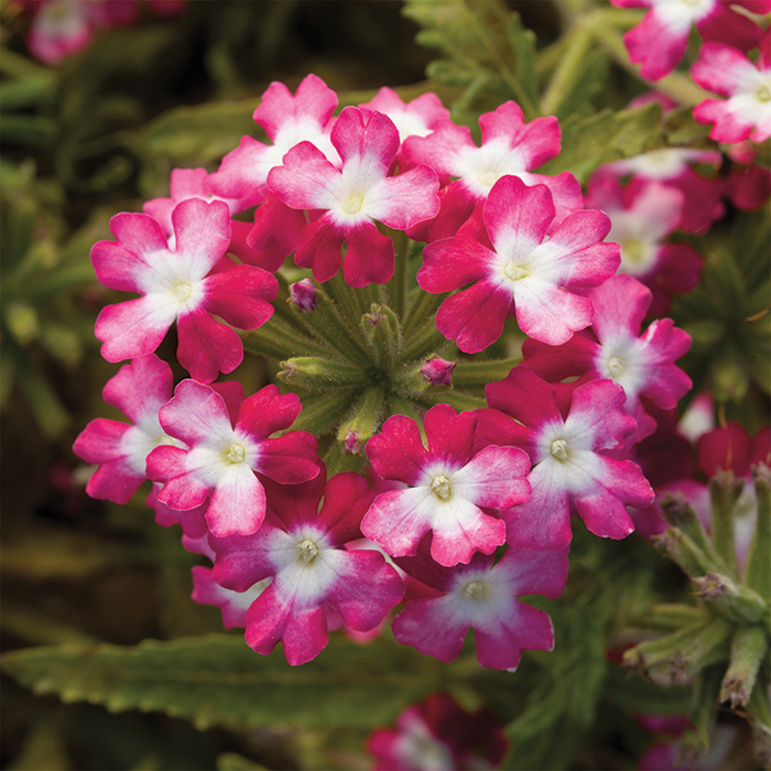 Red Verbena Obsession Twister