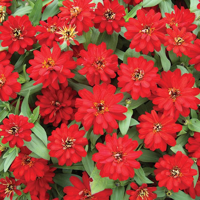 Double Red Profusion Hybrid Zinnia