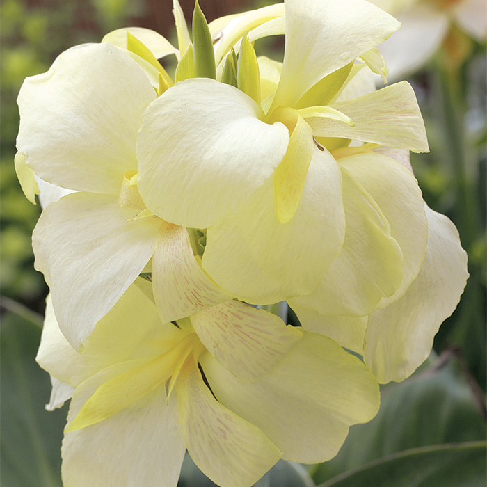 South Pacific Ivory Hybrid Canna
