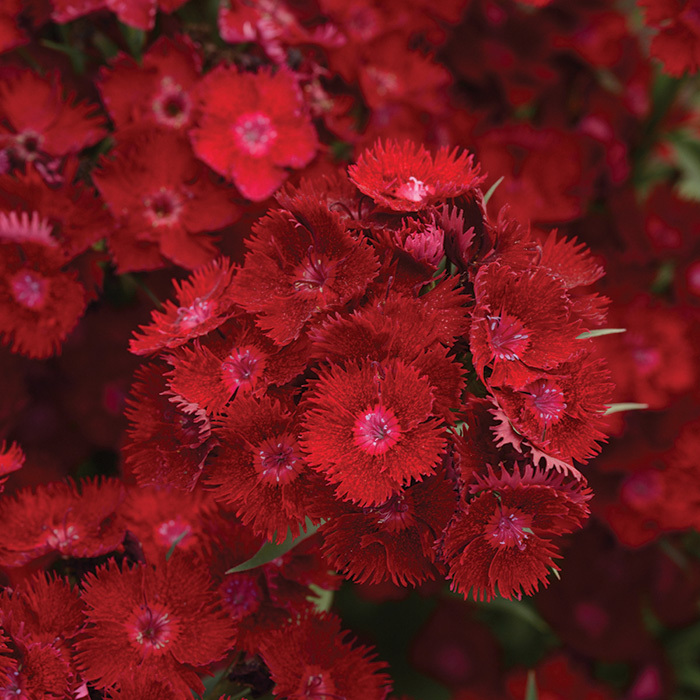 Rockin Red Hybrid Dianthus
