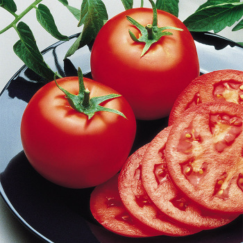 Bush Goliath Hybrid Tomato