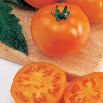 Sunny Goliath Hybrid Tomato