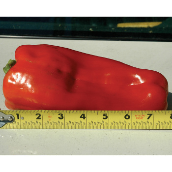 Pepper, Sweet, Goliath™ Hybrid