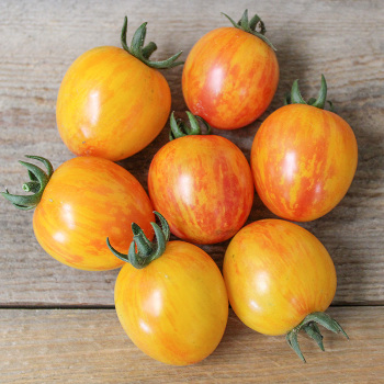 Tomato, Artisian&trade; Sunrise Bumble Bee