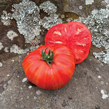 Tomato, Cream Of The Crop™ Series Beefy Red