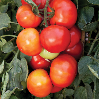 Big League Hybrid Tomato