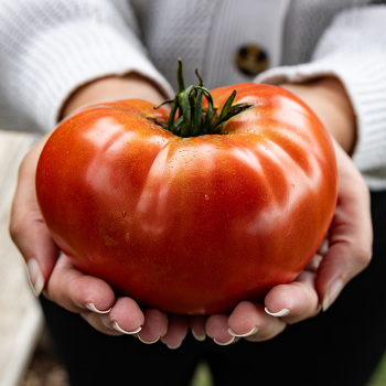 Tomato, Big Zac&reg; Hybrid