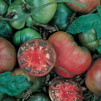Tomato, Black Krim