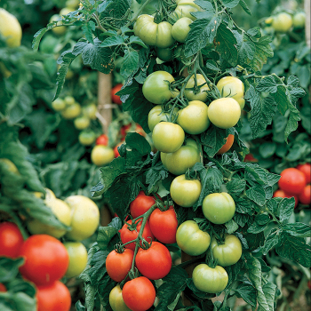 Tomato, Carmello Hybrid
