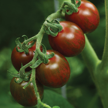 Tomato, Chocolate Sprinkles Hybrid