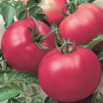 Chef's Choice Pink Hybrid Tomato