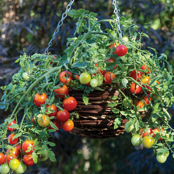 Tomato, Cherry Blast Hybrid