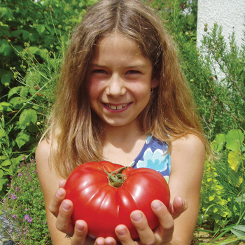 Country Taste Hybrid Tomato