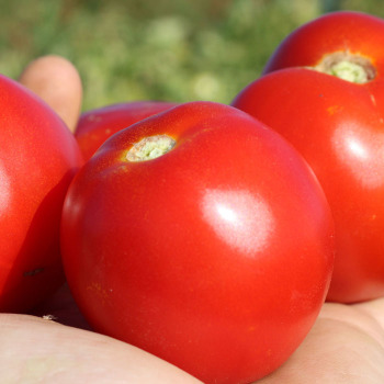 Tomato, Early Girl Plus Hybrid 