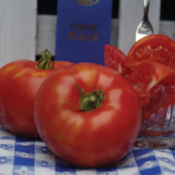 Tomato, Fantastic Hybrid 