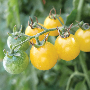 Firefly Vft Hybrid Tomato