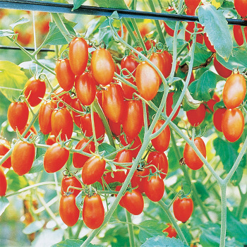 Grapette Hybrid Tomato