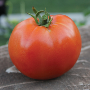 Tomato, Heatmaster Hybrid