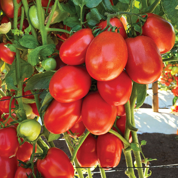 Tomato, Inca Hybrid