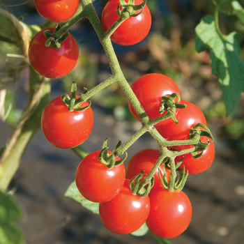 Tomato, Jasper Hybrid