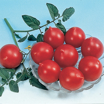 Jolly Hybrid Tomato