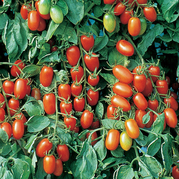 Tomato, Juliet Hybrid