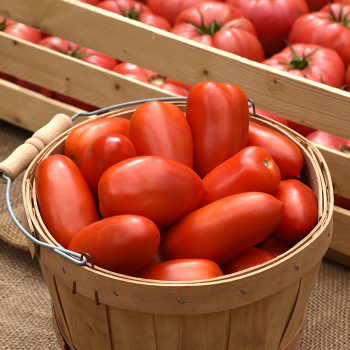 Tomato, La Roma IV Hybrid