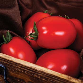 Tomato, Kuzco Hybrid