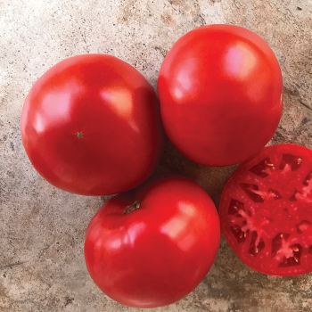 Laguna Red Hybrid Tomato