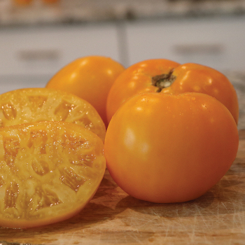 Tomato, Lemon Boy Plus Hybrid 