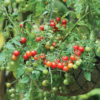 Lizzano Hybrid Tomato