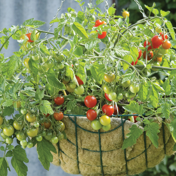 Tomato, Lizzano Hybrid