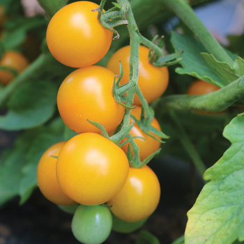 Tomato, Lemonsugar Hybrid