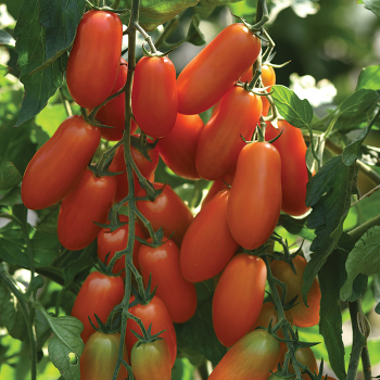Marzito Hybrid FNT Tomato