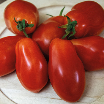 Tomato, Martino's Roma