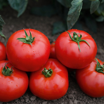 Mountain Gem Hybrid Tomato