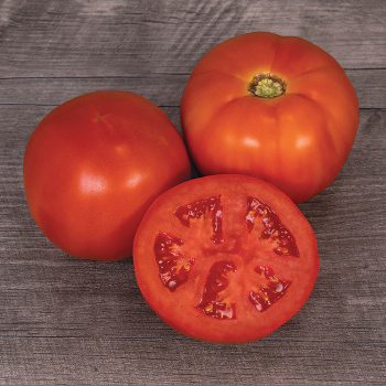 Mountain Man Hybrid Tomato