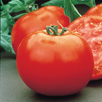 Mountain Pride Hybrid Tomato