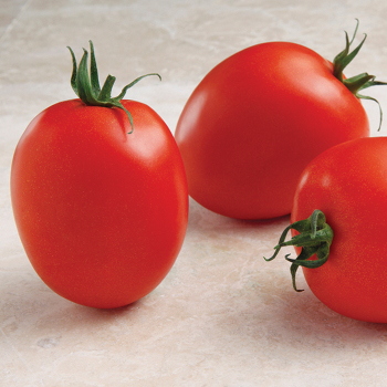 Namib Hybrid Tomato