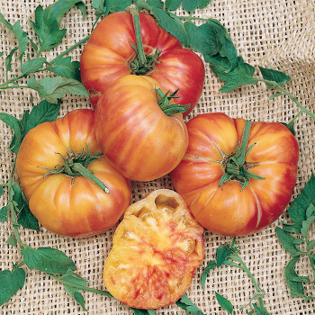 Old German Tomato