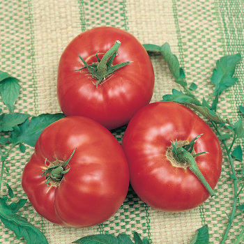 Tomato, Park's Whopper Improved Hybrid