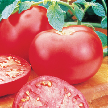 Pink Girl Hybrid Tomato