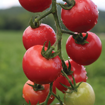 Tomato, Pink Pixie Hybrid